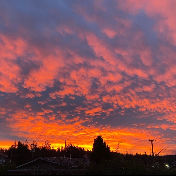 Meet your Posher, Ellie! - Picture 1 of 1